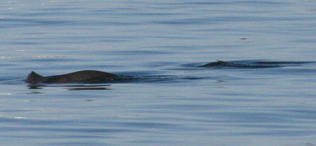 09_29_HarborPorpoise