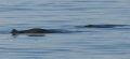 09_29_HarborPorpoise
