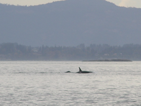 05.09.30.MomandCalf.JPG copy