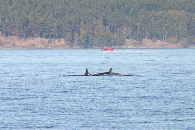 161_6140 J16 and friend copy