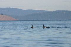 161_6121_k40_k21 copy