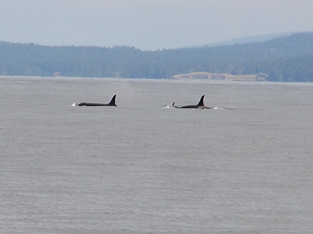 05.10.03.J19,J41,J30.JPG copy