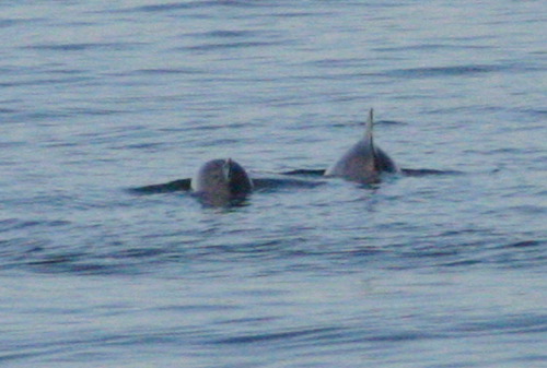09_29_HarborPorpoise_2