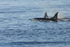 161_6135 L91 and L83 copy