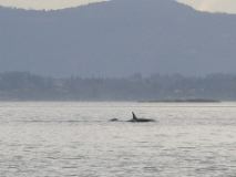 05.09.30.MomandCalf.JPG copy