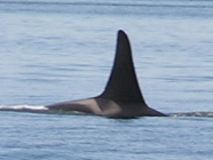 05.09.26.L78.JPG copy