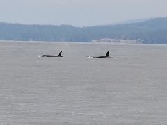 05.10.03.J19,J41,J30.JPG copy