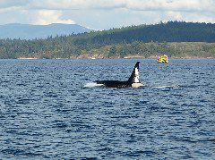 05.10.03.L57.JPG copy