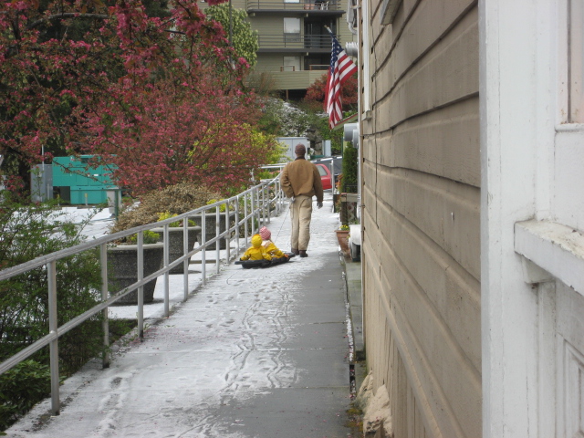 Friday Harbor Hail....complete with sled