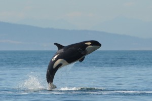 What killed L-112/Victoria/Sooke? (Photo credit: Ken Balcomb, Center for Whale Research, copyright 2013)